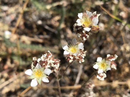 Image of Ivesia sericoleuca by no rights reserved