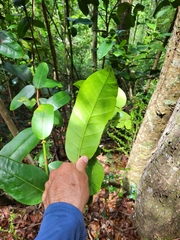 Coccoloba costata