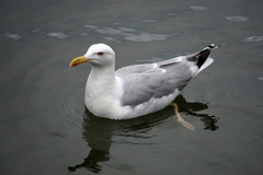 Larus argentatus
