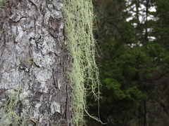 Usnea merrillii