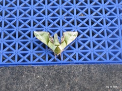 Callambulyx tatarinovii