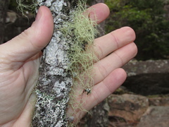 Usnea merrillii