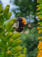 Bombus hypnorum
