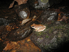 Pristimantis fenestratus