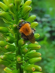 Bombus hypnorum