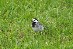 Motacilla alba