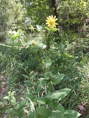 Silphium glutinosum