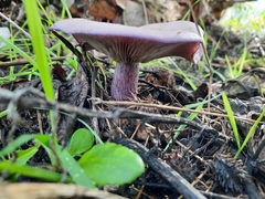 Lepista nuda