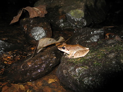 Pristimantis fenestratus