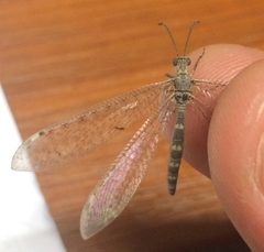 Neuroleon egenus