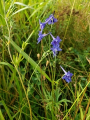 Delphinium nuttallii