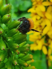 Bombus hypnorum