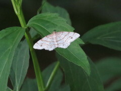 Trigrammia quadrinotaria