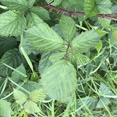 Rubus nemoralis