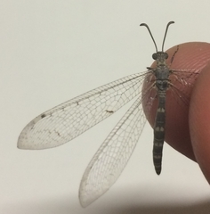 Neuroleon egenus