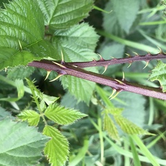 Rubus nemoralis