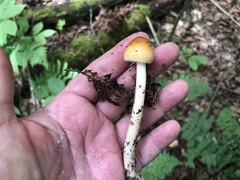 Amanita sinicoflava
