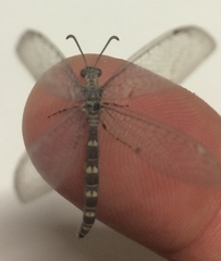Neuroleon egenus