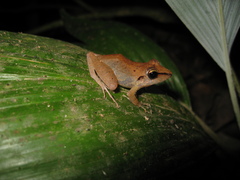 Pristimantis fenestratus