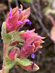 Telesonix heucheriformis