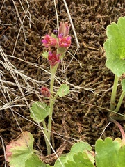 Telesonix heucheriformis