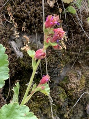 Telesonix heucheriformis