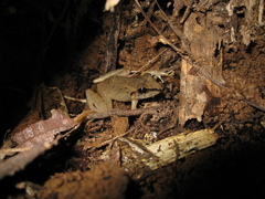 Pristimantis fenestratus