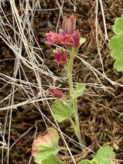 Telesonix heucheriformis