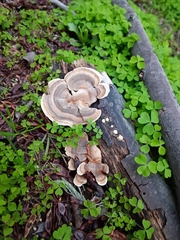 Trametes versicolor