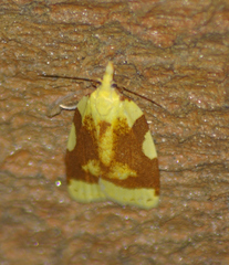 Cenopis niveana