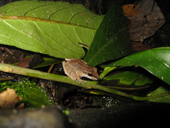 Pristimantis fenestratus