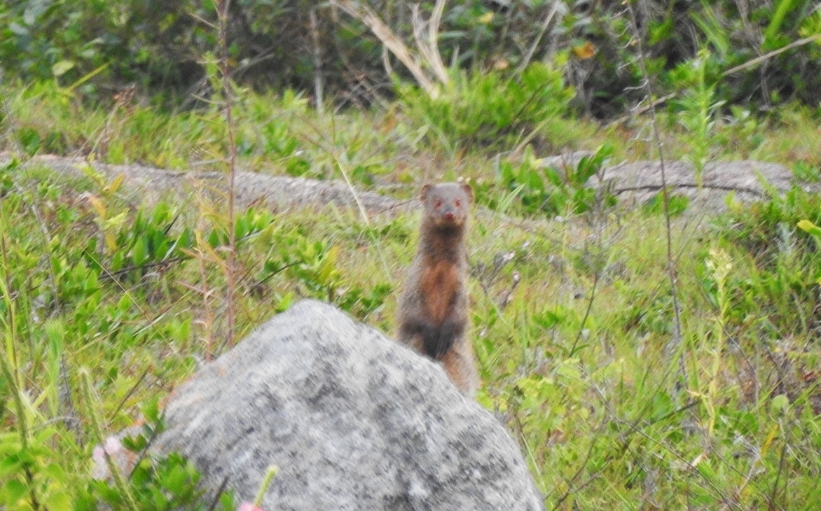 Herpestes smithii Gray, 1837