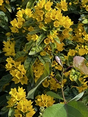 Lysimachia punctata
