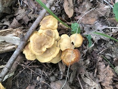 Cantharellus appalachiensis