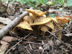 Cantharellus appalachiensis