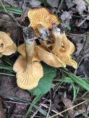 Cantharellus appalachiensis
