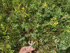 Potentilla pulcherrima
