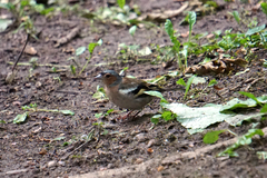 Fringilla coelebs