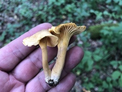 Cantharellus appalachiensis