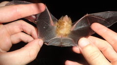 Thyroptera discifera
