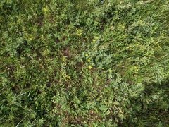 Potentilla pulcherrima