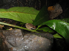 Pristimantis fenestratus