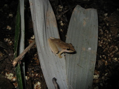 Pristimantis fenestratus