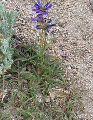 Penstemon heterodoxus heterodoxus
