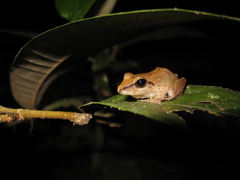 Pristimantis fenestratus