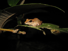 Pristimantis fenestratus