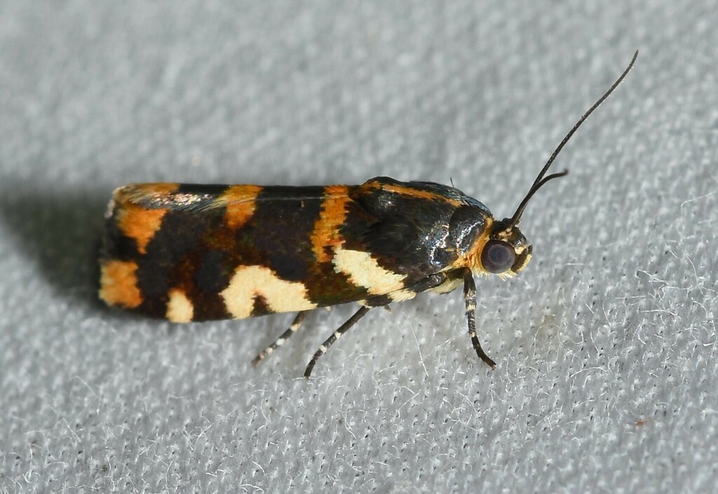 Spragueia dama