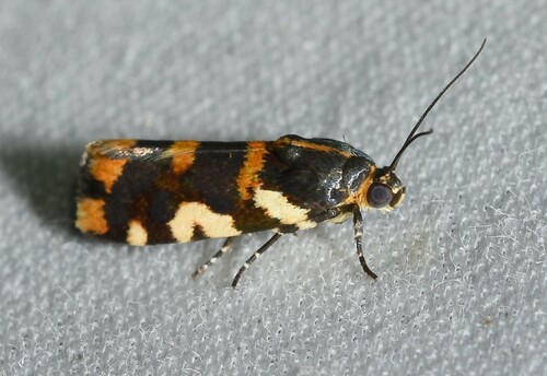 Spragueia dama