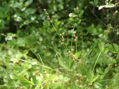 Stellulatae