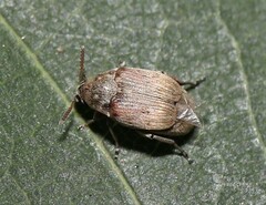 Acanthoscelides obtectus